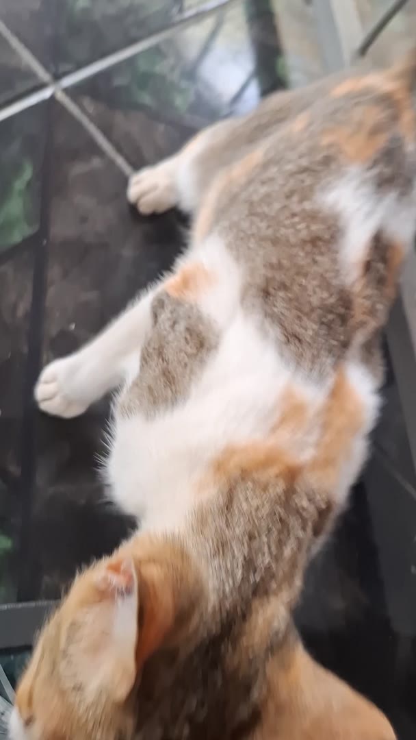 Seraphina cat 🐈